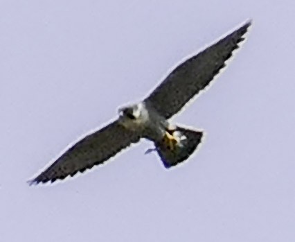 Peregrine Falcon - ML561616771