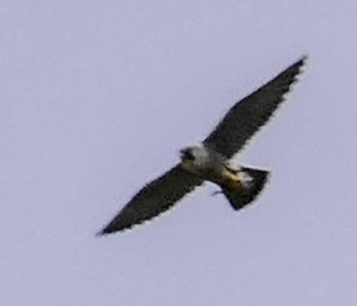 Peregrine Falcon - ML561616801