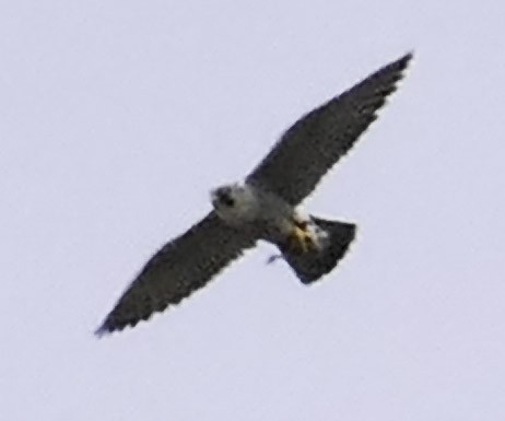 Peregrine Falcon - ML561616831