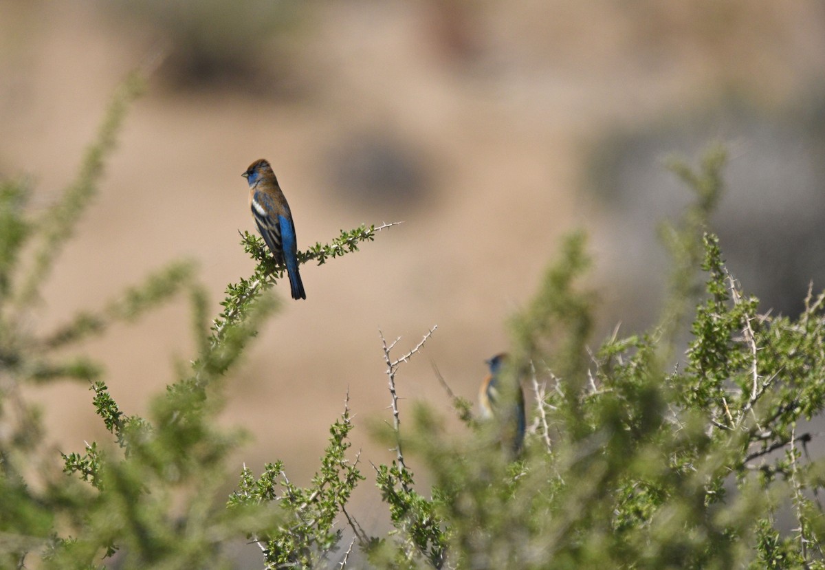 Lazuli Bunting - ML561617671