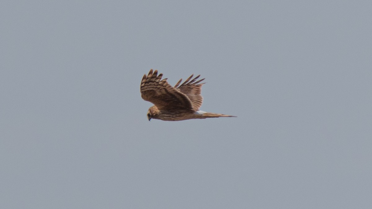 Hen Harrier - Zongzhuang Liu