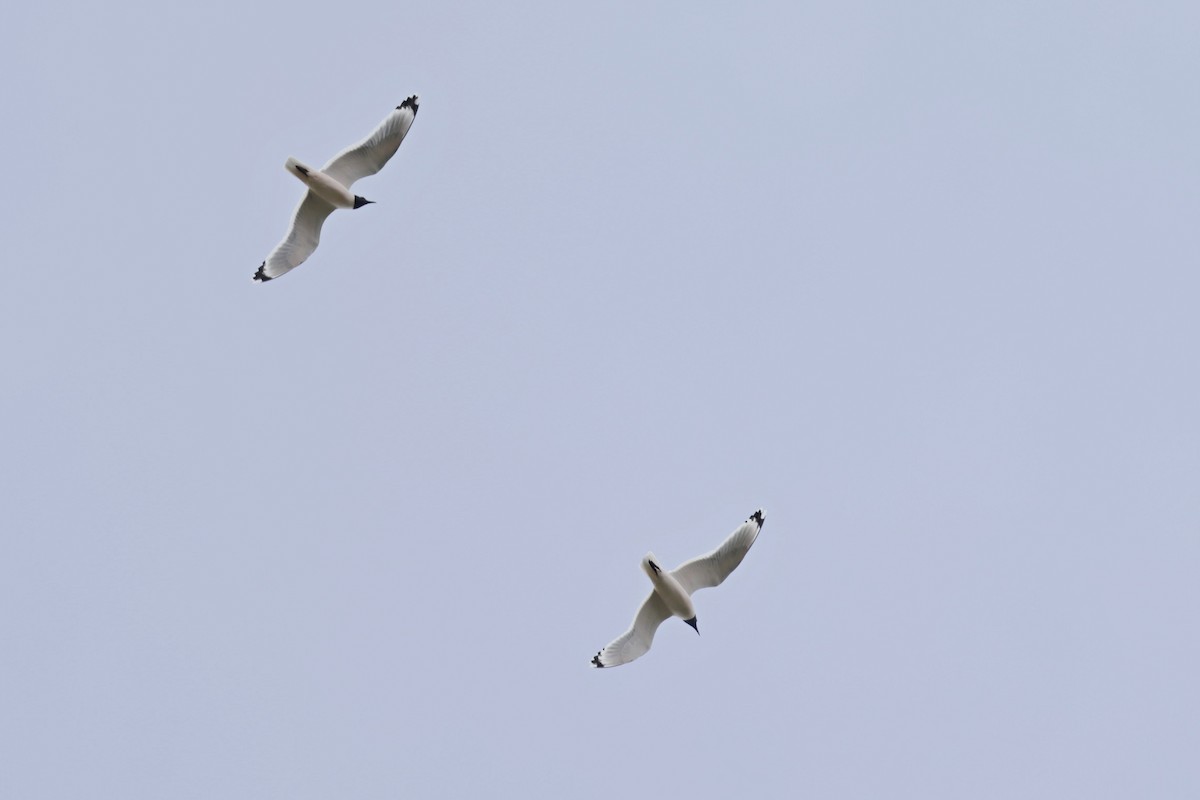 Franklin's Gull - Peggy Rudman