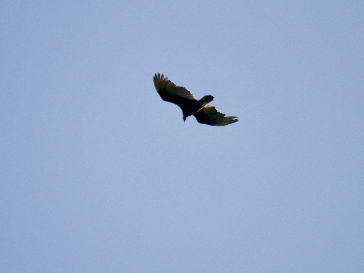 Turkey Vulture - ML561618961