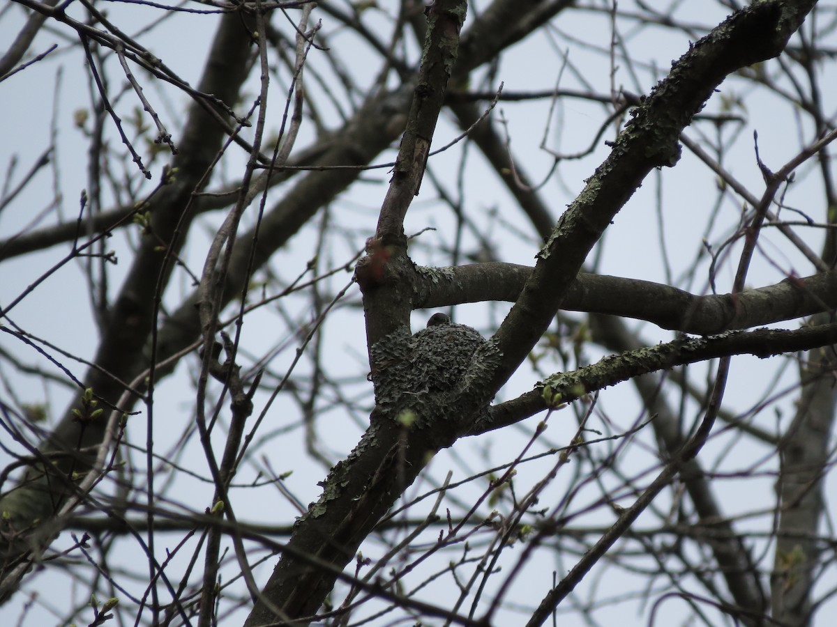 Blue-gray Gnatcatcher - ML56161901