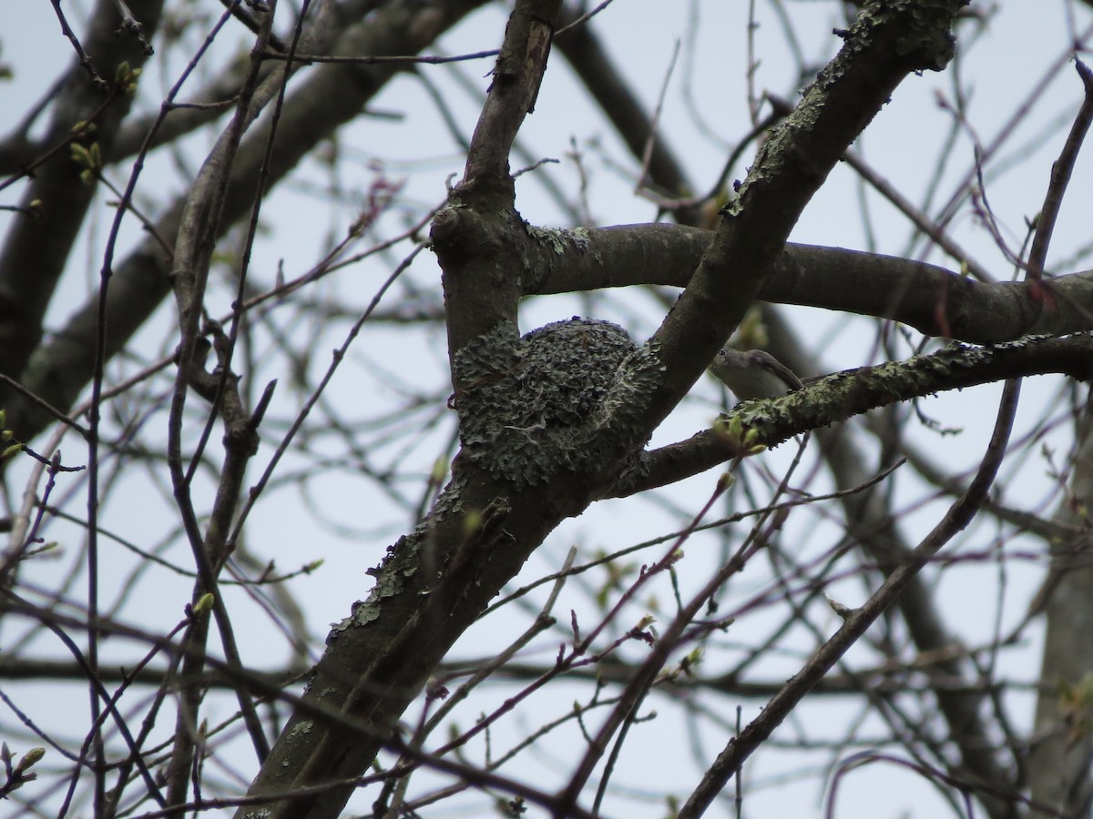 Blue-gray Gnatcatcher - Jenifer Glagowski