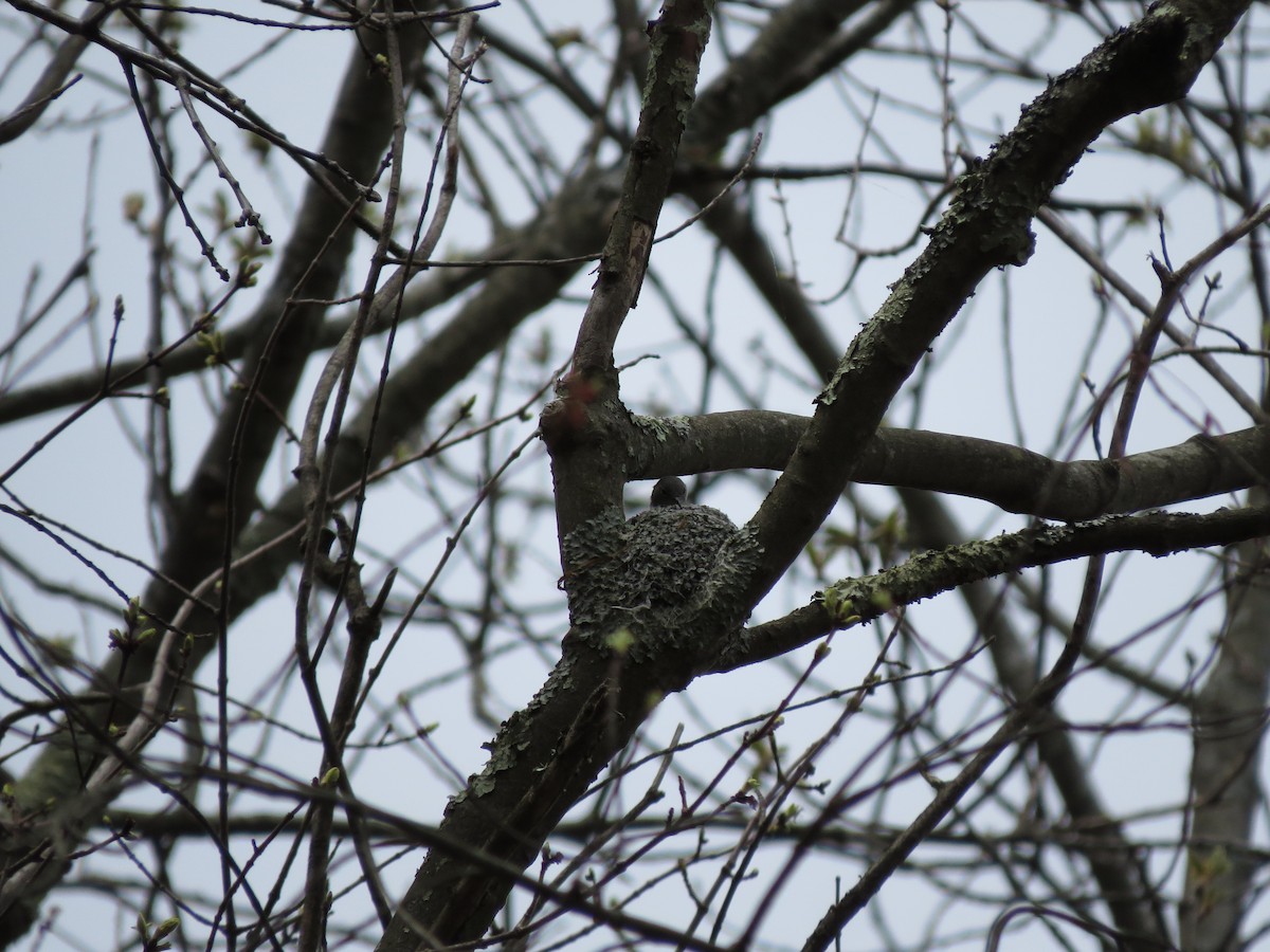 Blue-gray Gnatcatcher - ML56161971