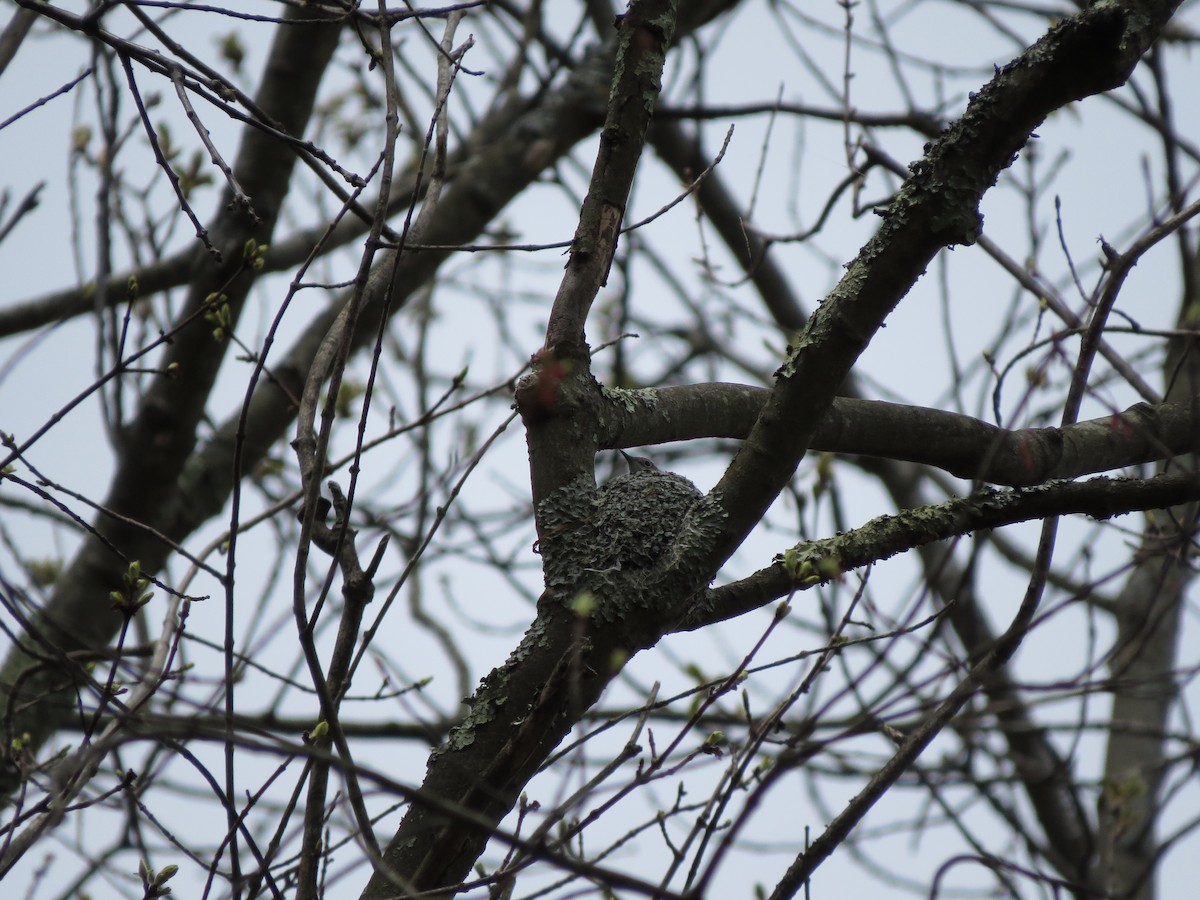 Blue-gray Gnatcatcher - ML56161981