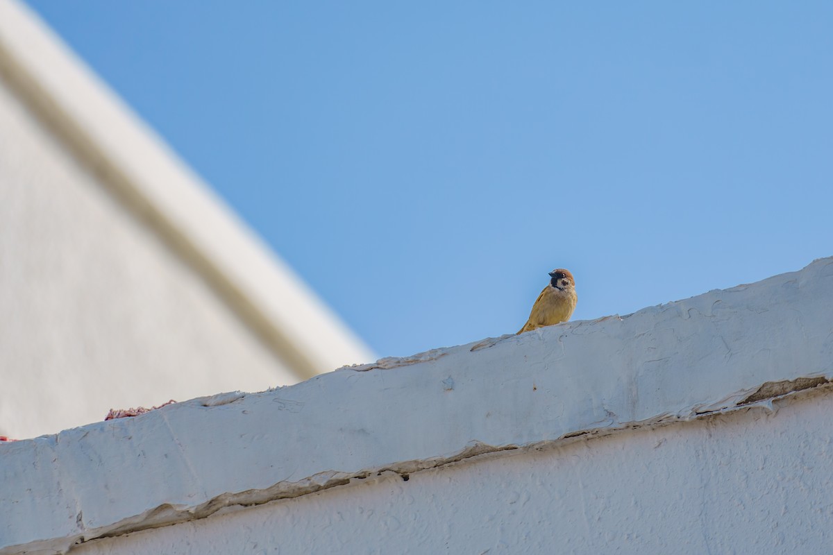 Eurasian Tree Sparrow - ML561619951