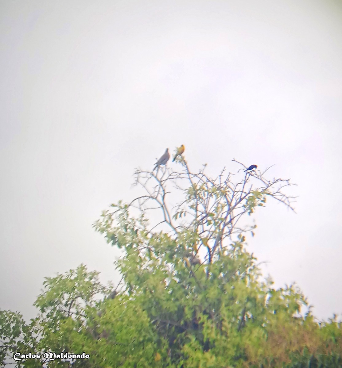 Pale-vented Pigeon - ML561620711