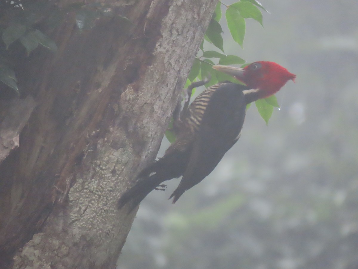 Pale-billed Woodpecker - ML561620871