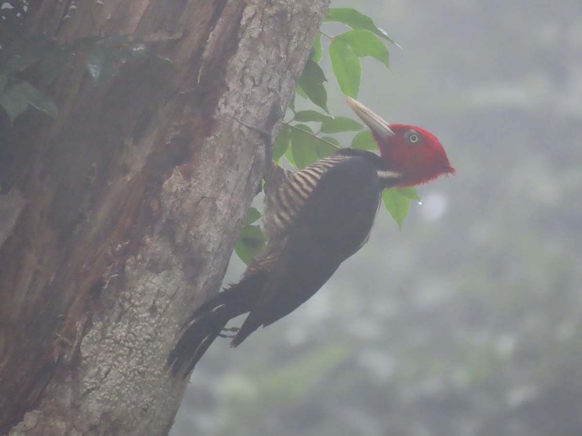 Pale-billed Woodpecker - ML561620881