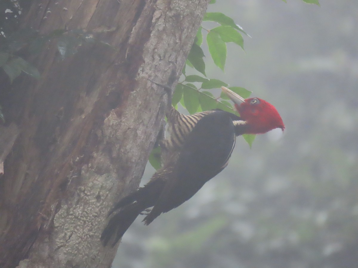 Pale-billed Woodpecker - ML561620951