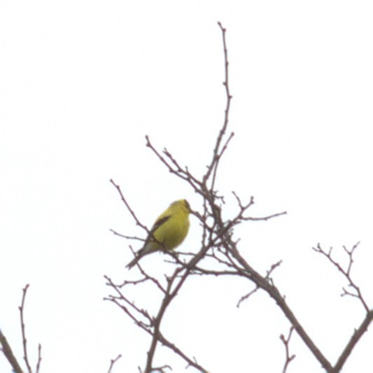 American Goldfinch - ML561621101