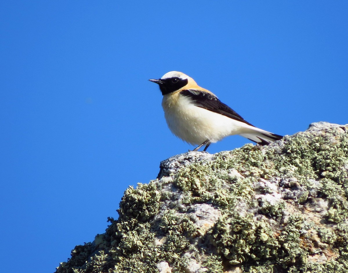 Western Black-eared Wheatear - ML561621261
