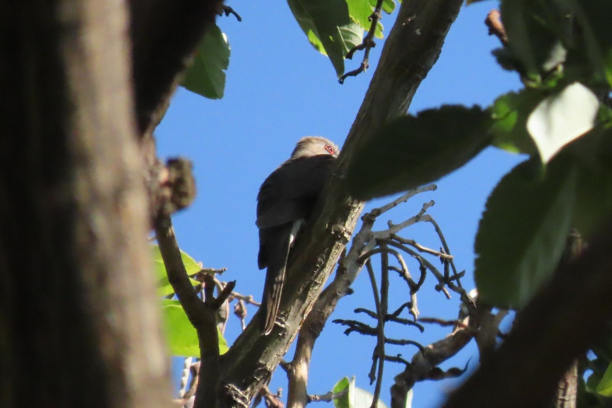 Black-billed Cuckoo - ML561621551