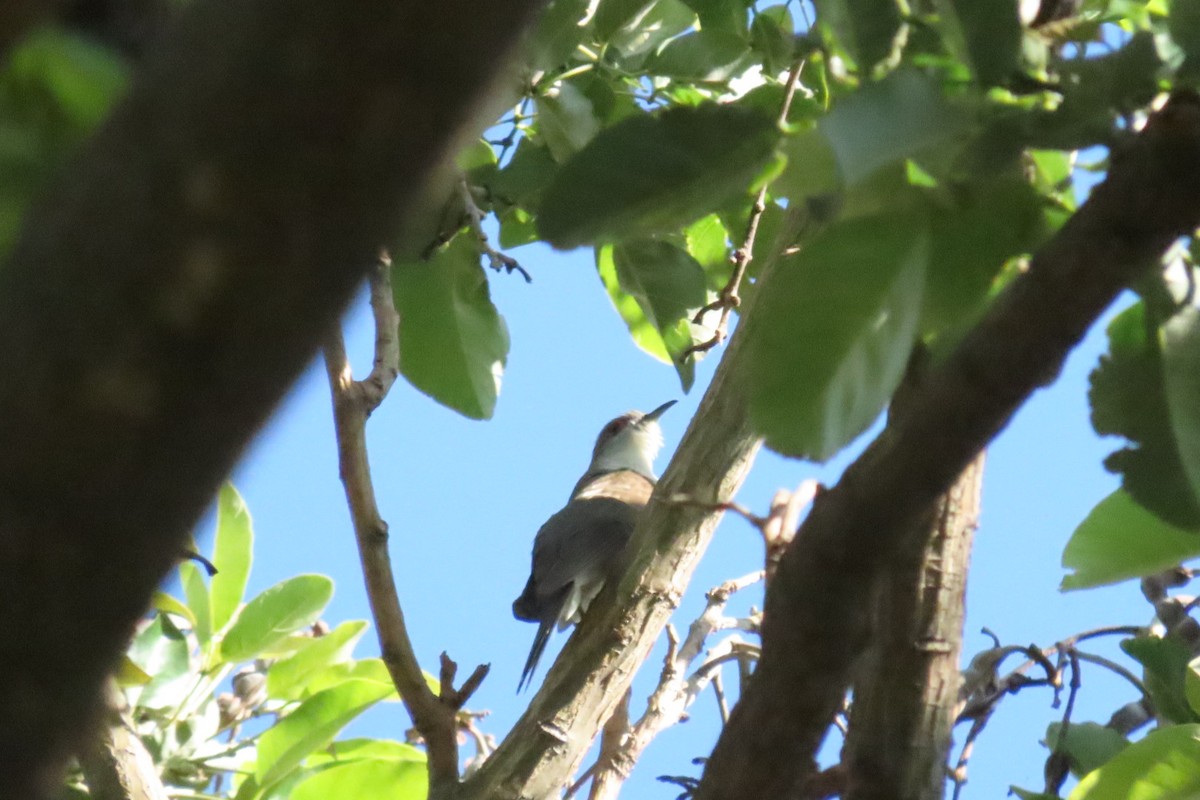 Black-billed Cuckoo - Wendy Edith Prado Rodríguez