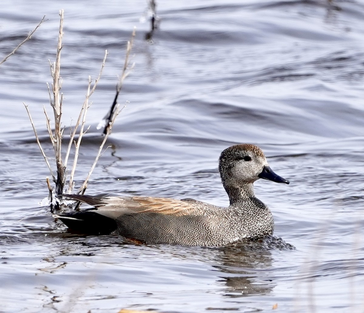 Gadwall - ML561621601