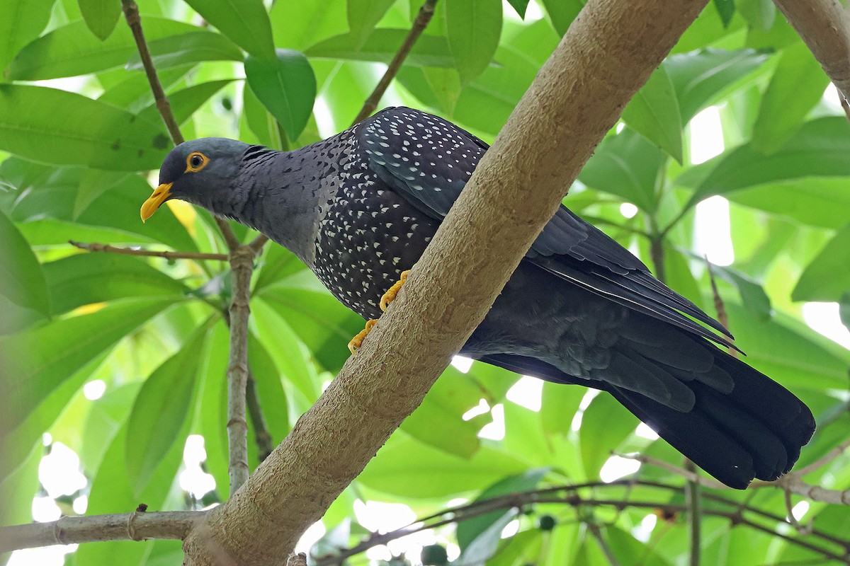 Pigeon rameron - ML561621661