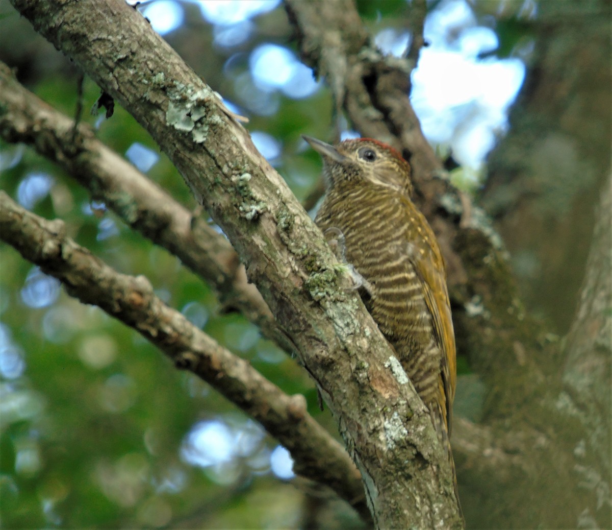 Dot-fronted Woodpecker - ML561622151