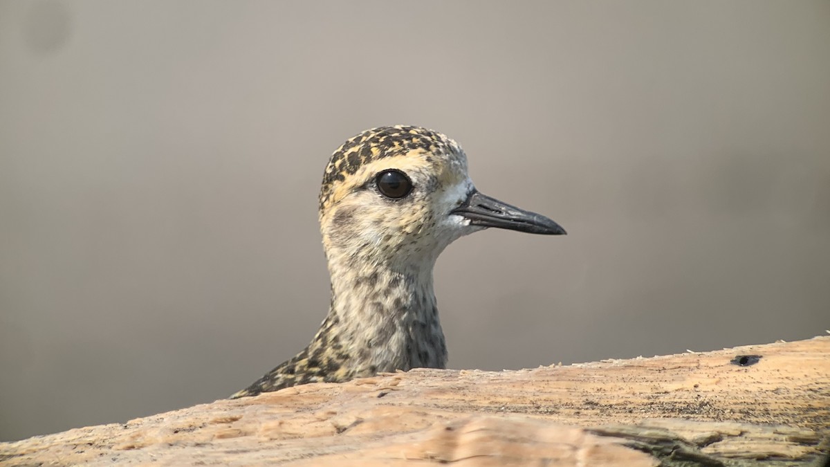 Chorlito Dorado Siberiano - ML561622671