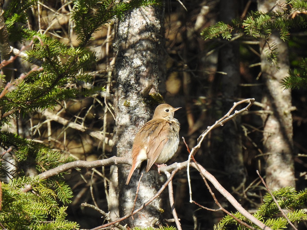 Hermit Thrush - ML561623021