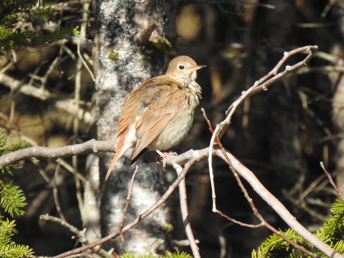 Hermit Thrush - ML561623031