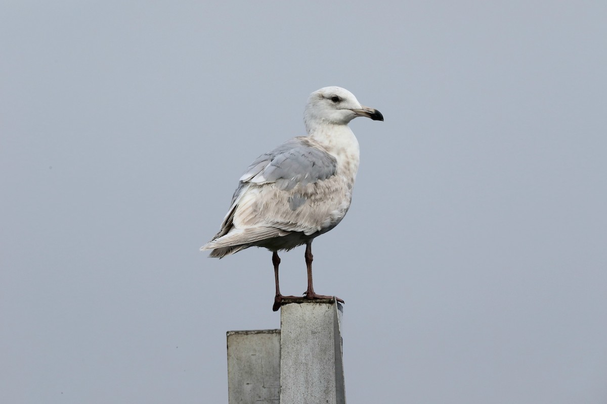 Glaucous-winged Gull - Kerry Ross