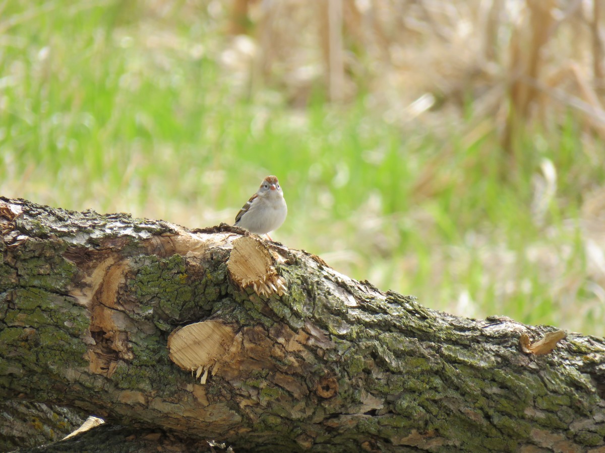 Field Sparrow - ML561623491