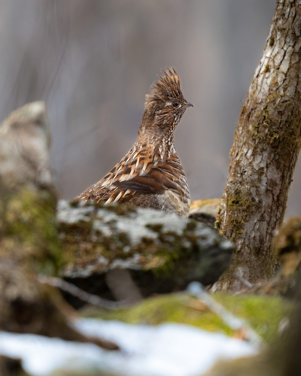 Ruffed Grouse - ML561623791