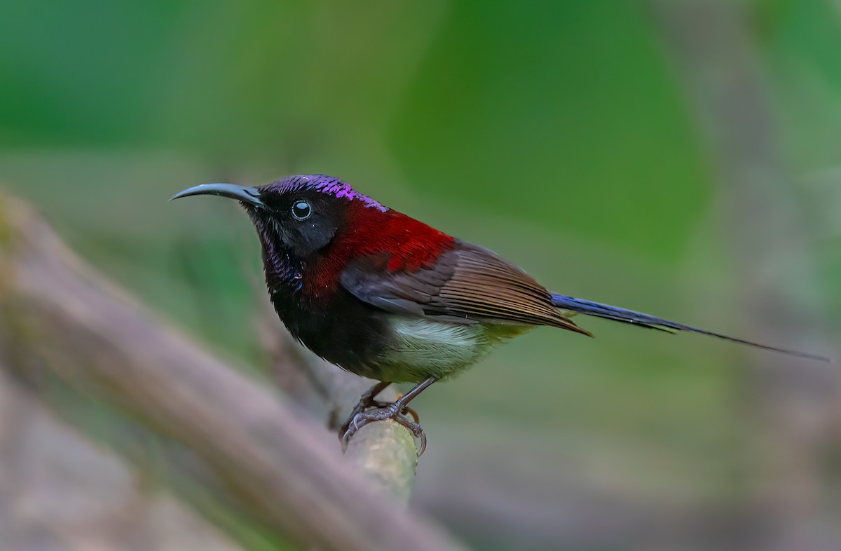 Black-throated Sunbird - Rajkumar Das