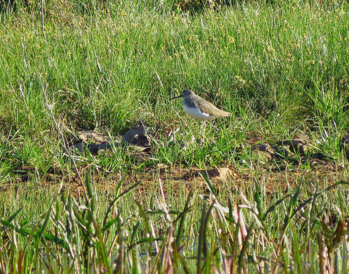 Green Sandpiper - ML561624421