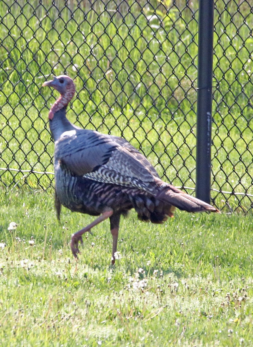 Wild Turkey - ML561624861