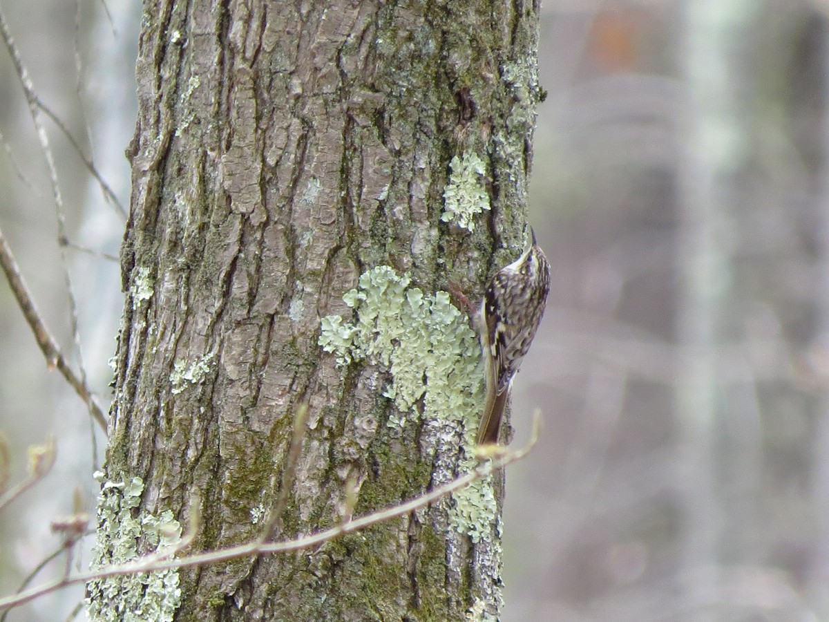 Brown Creeper - Jenifer Glagowski