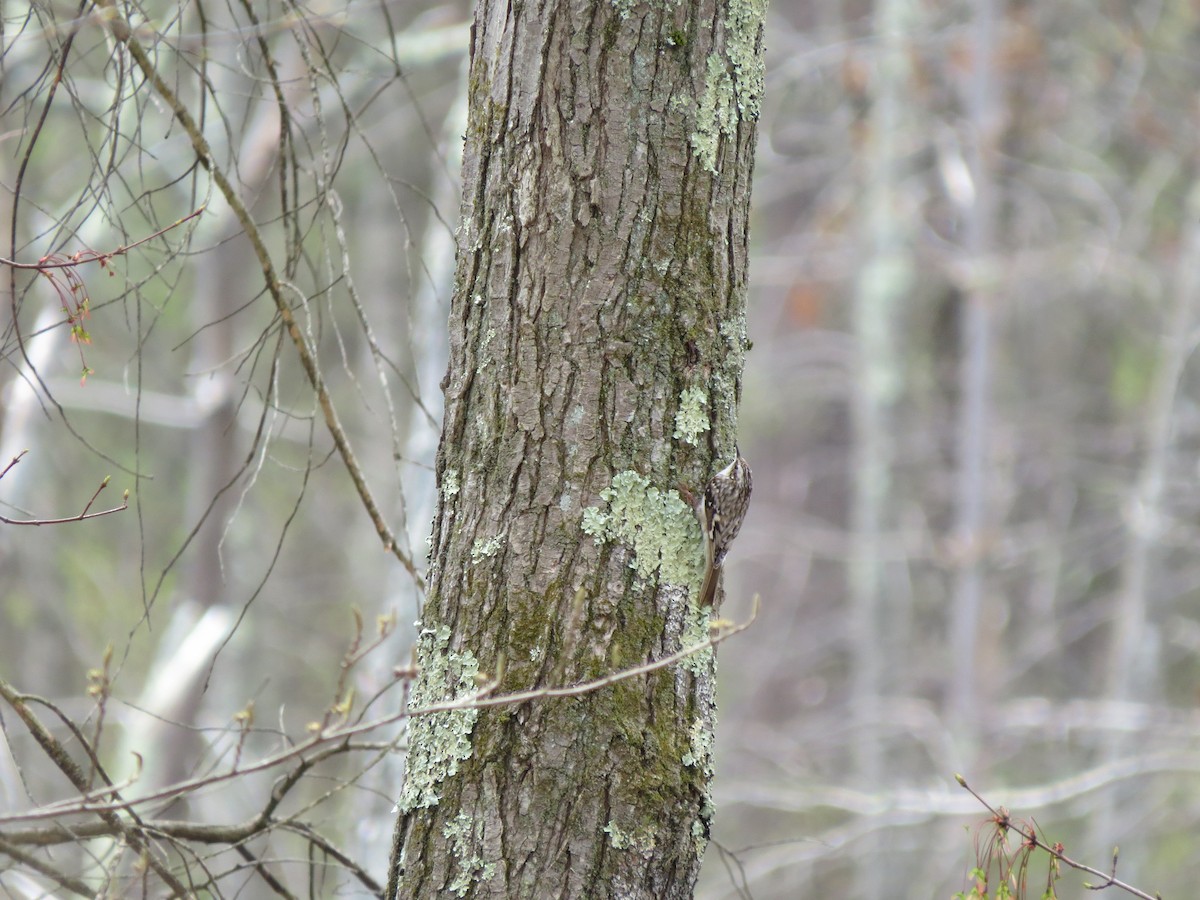 Brown Creeper - Jenifer Glagowski