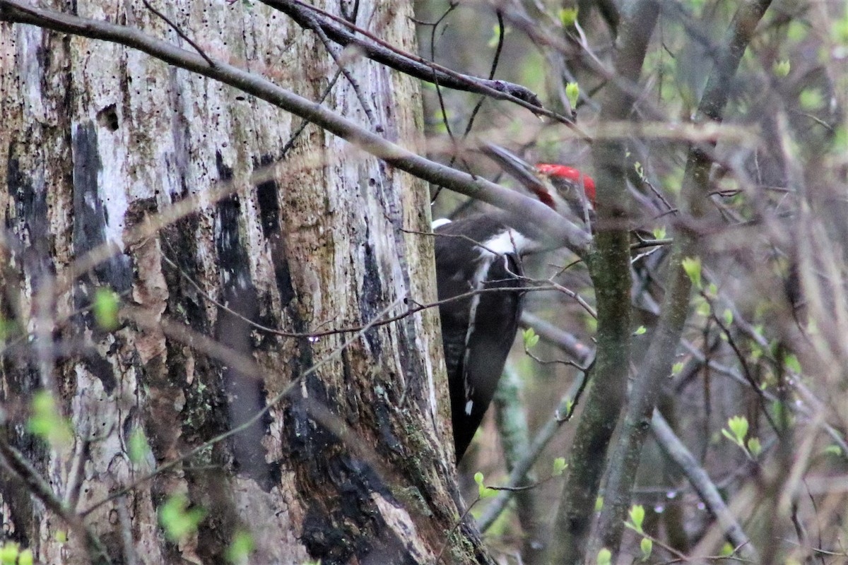 Pileated Woodpecker - ML561625771