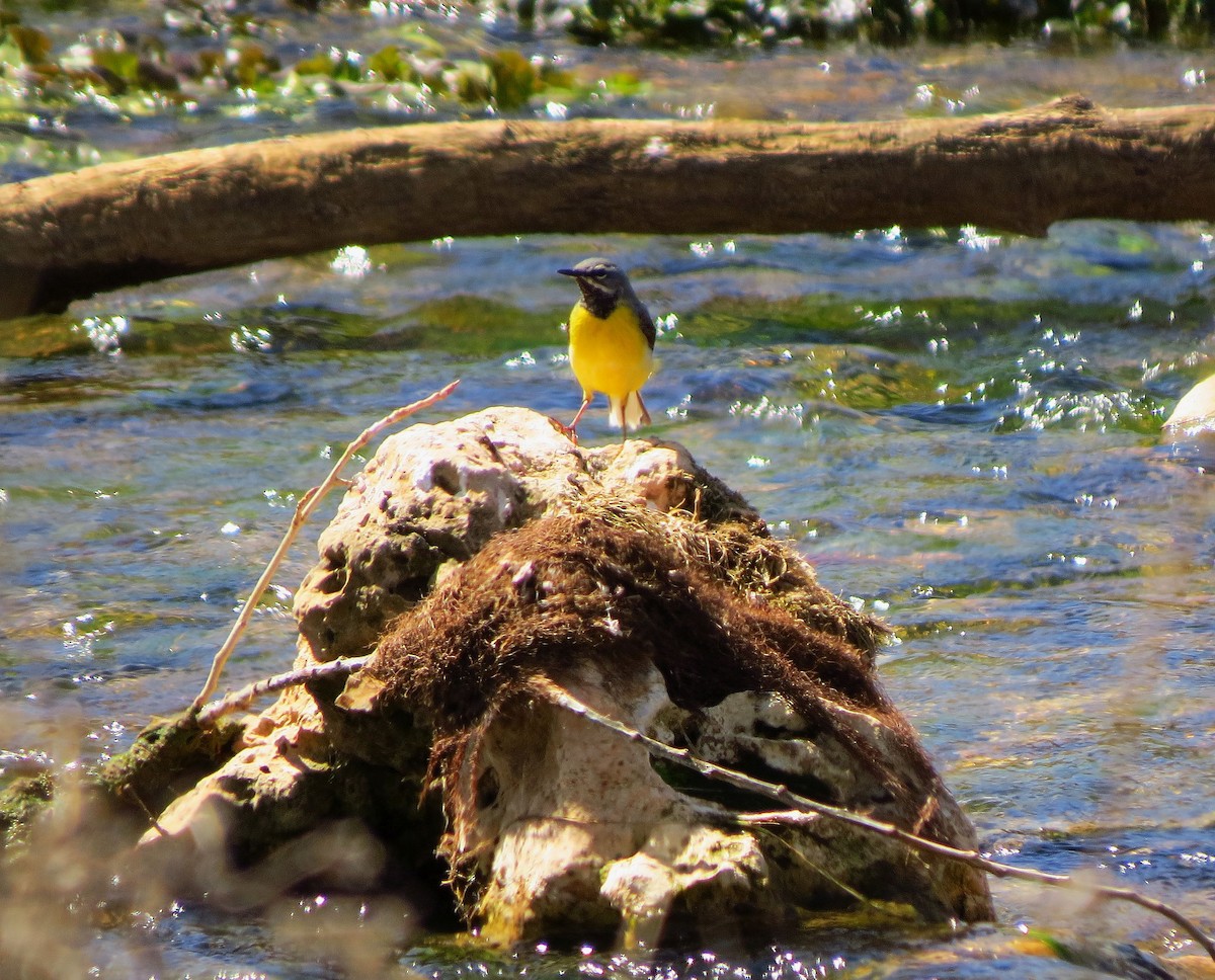 Gray Wagtail - ML561626051