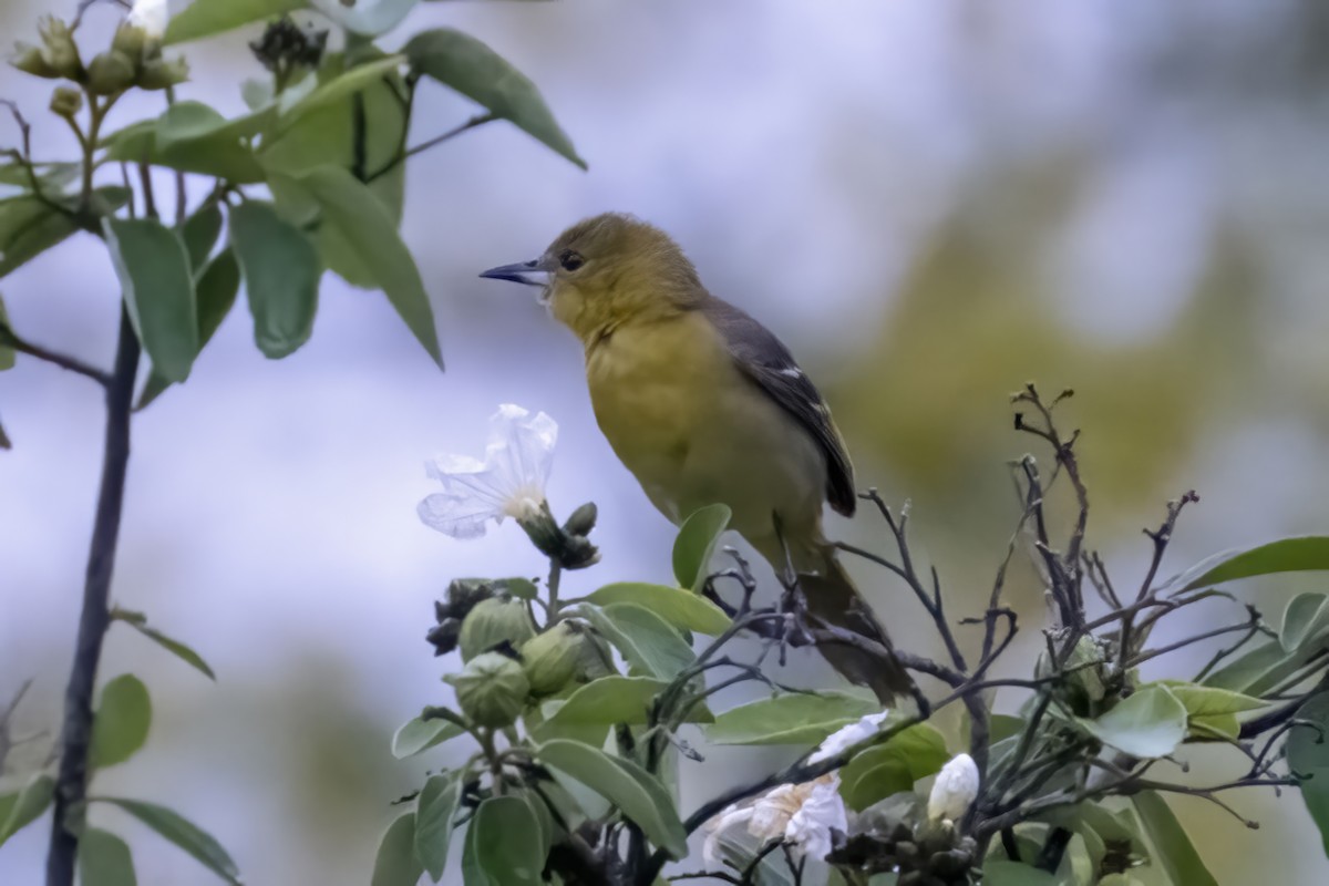 Orchard Oriole - ML561626781