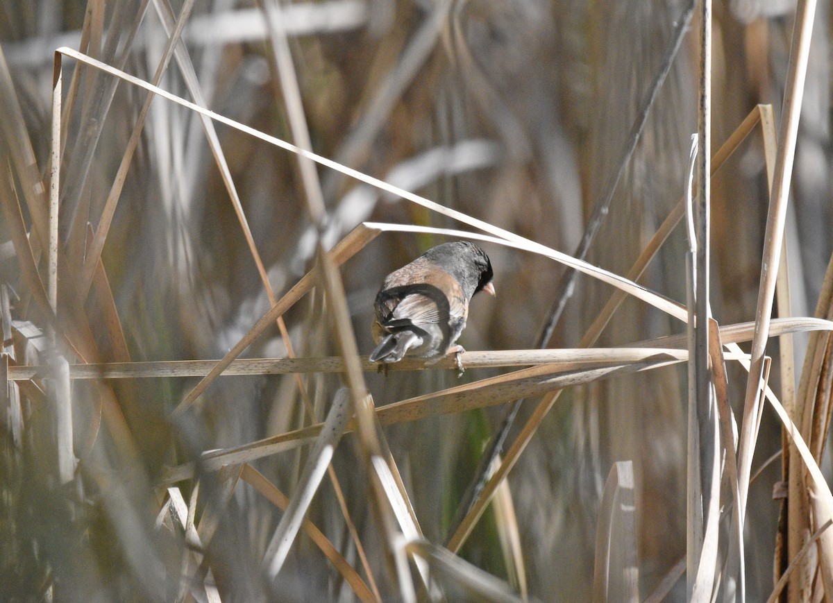 Junco Ojioscuro (grupo oreganus) - ML561627131