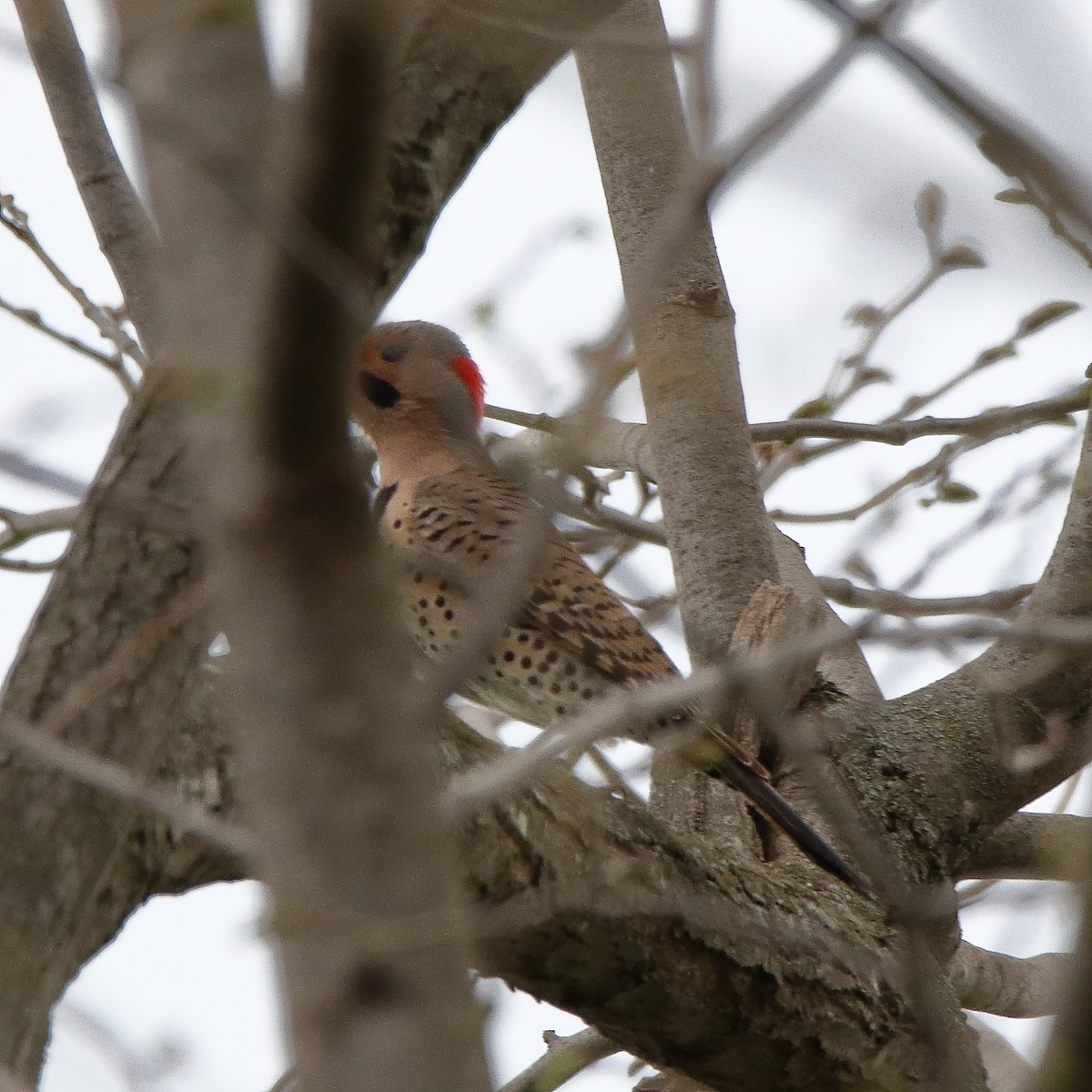 Northern Flicker - ML561628021
