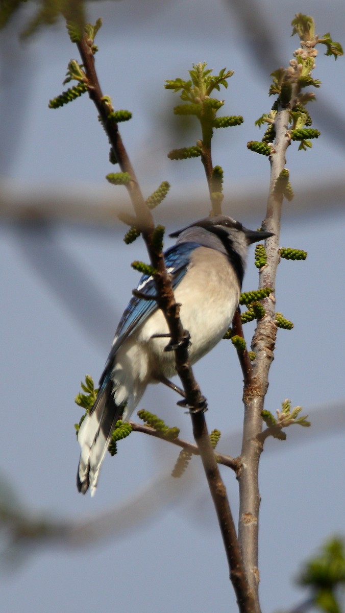 Blue Jay - ML561628131
