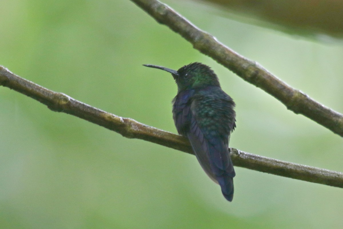 kolibřík lesklý - ML561628211