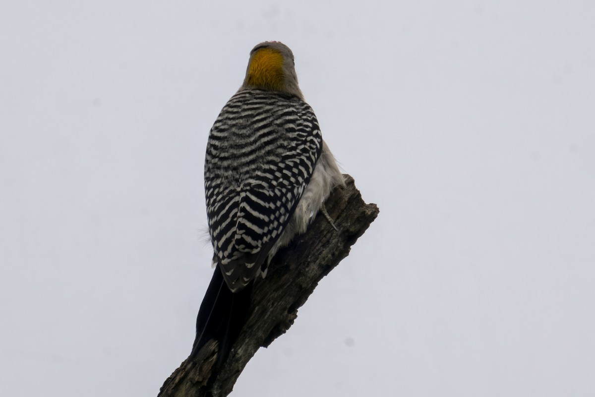 Golden-fronted Woodpecker - ML561628221