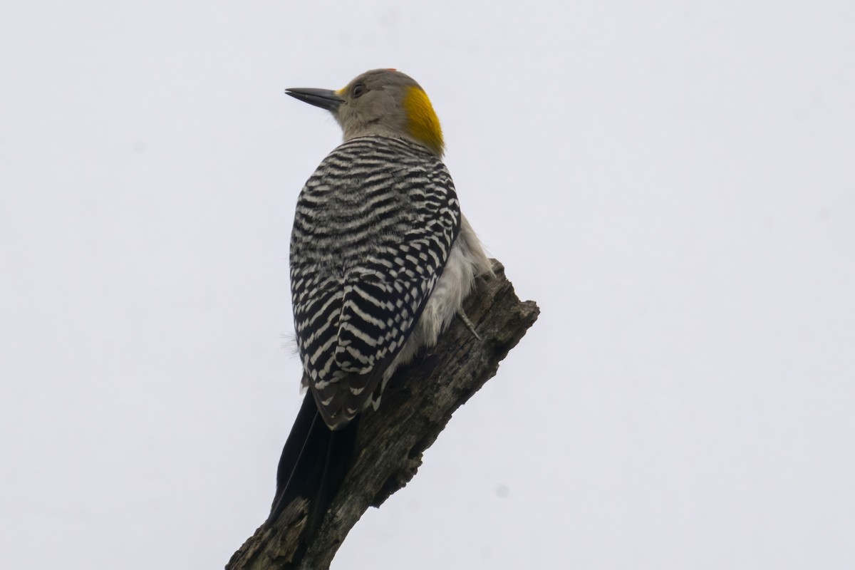Golden-fronted Woodpecker - ML561628231