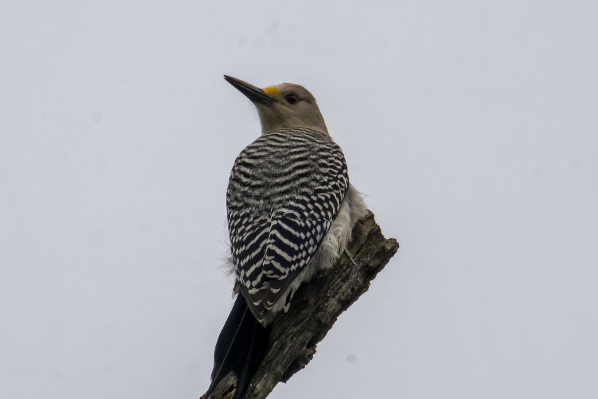 Golden-fronted Woodpecker - ML561628241