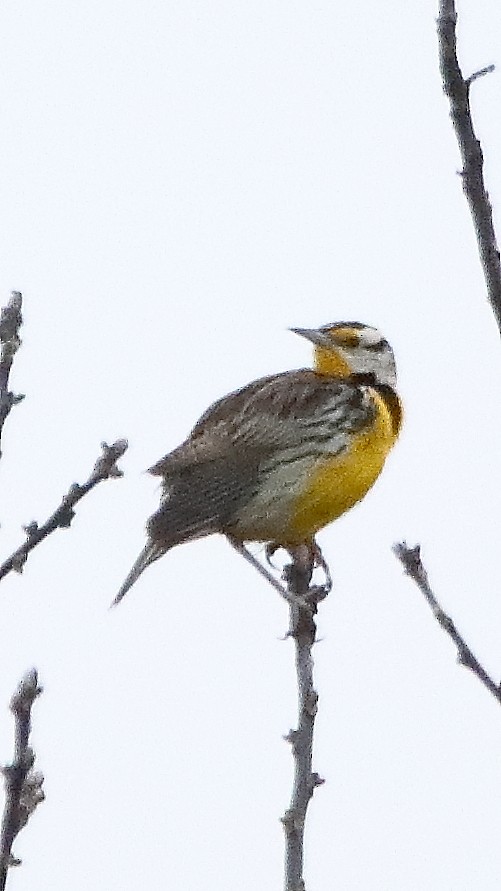 Eastern Meadowlark - ML561628471