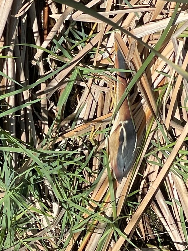 Least Bittern - ML561629451