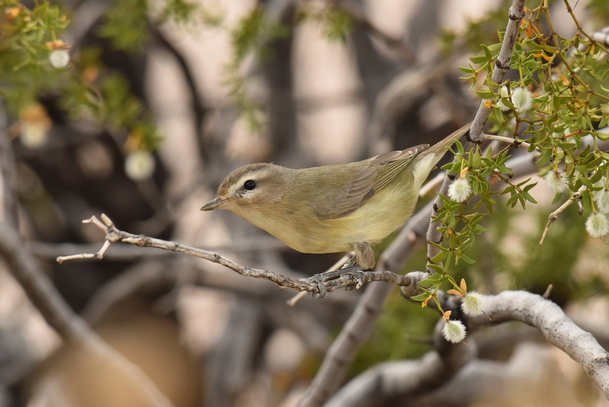 Western Warbling Vireo - Ryan O'Donnell
