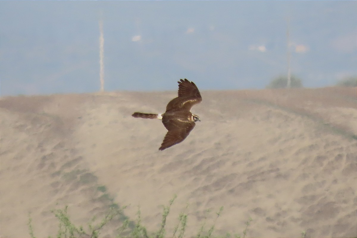 Pallid Harrier - ML561629711