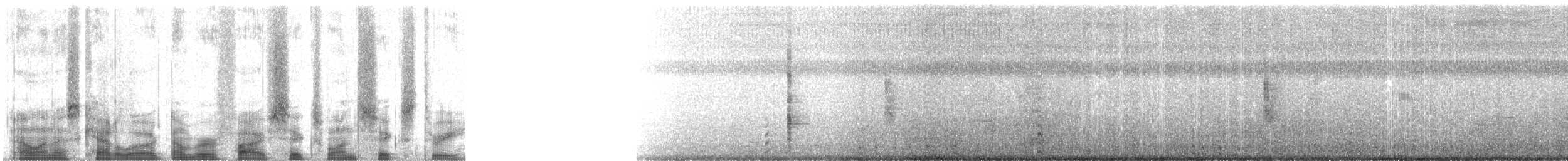 Râle tapageur (groupe caribaeus) - ML56163