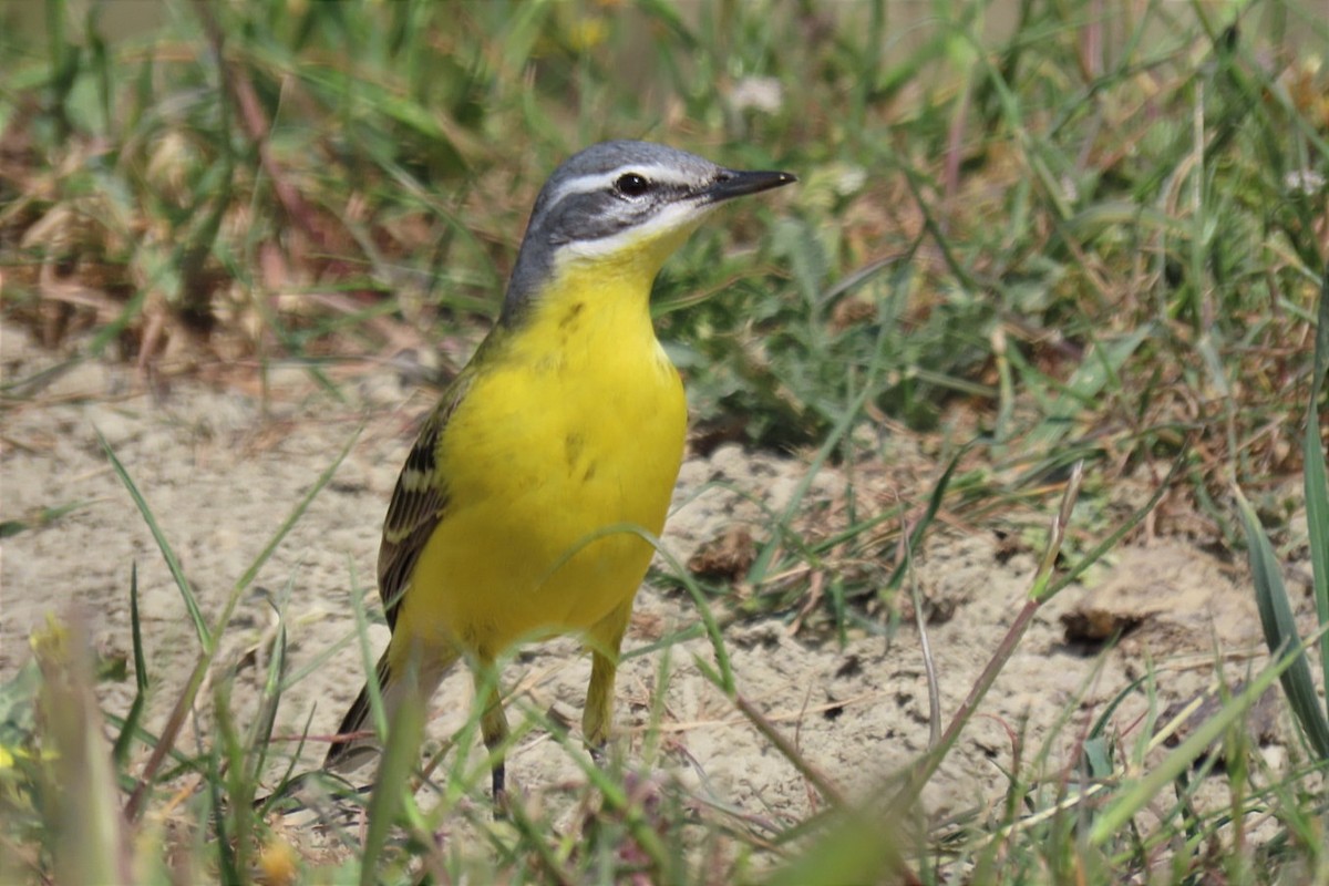 Western Yellow Wagtail (beema) - ML561630011